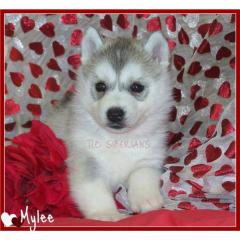 Weihnachten Versand Husky Kelly und max