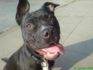 Chelsea Pit Bull Hündin sucht ein neues liebevolles zu hause