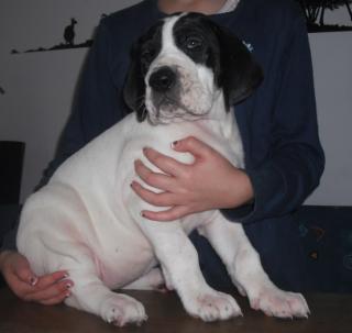 Deutsche Doggenwelpen