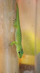 Nachzucht Phelsuma mad. Grandis gr. Taggecko