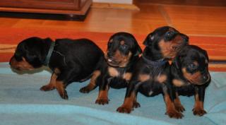 Deutsche Pinscher Welpen
