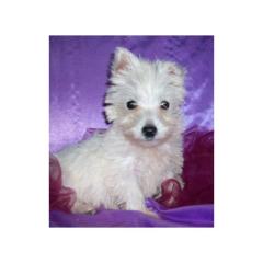 West Highland White Terrier Welpen