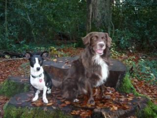 Hundedame zum verlieben geuscht -
