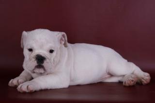 Old English Bulldog Welpen