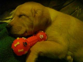 Bildschöne Labrador Retriever Welpen von Privat