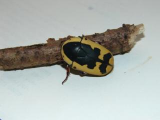 Pachnoda sinuta Rosenkäfer
