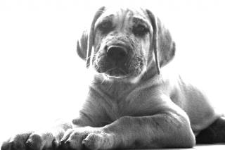 Cane Corso - Deutsche Doggenmix, 6 Monate