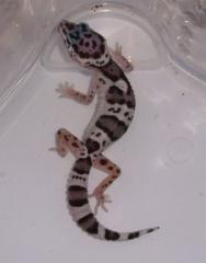 LeopardenGeckos Nz 2021