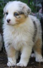 9 Wochen alt schöne Australian Shepherd Welpen