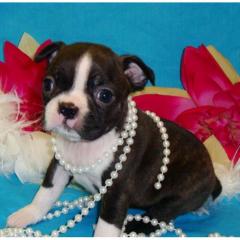 Wunderschöne Boston Terrier Welpen