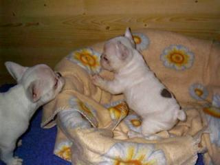 Französische Bulldogge, Welpen aus erfahrener Zucht