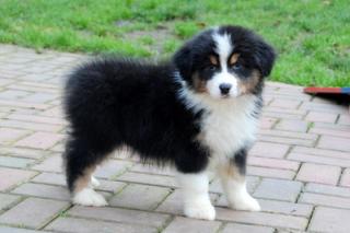 Schöne Australian Shepherd Welpen