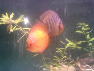 3 Diskusfische