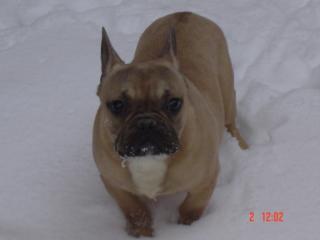 Fr bulldog rüde