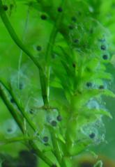 Suche Eier Larven von Axolotl / Molchen Salamander Mit Versand