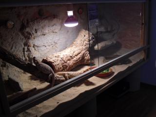 Bartagamen Terrarium