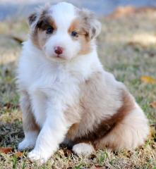 Schöne Reinrassige Australian Shepherd-Welpen Mit Papieren. Suchen noch ein ne