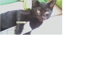 Kastrierter Kater Zubehör kostenlos abzugeben