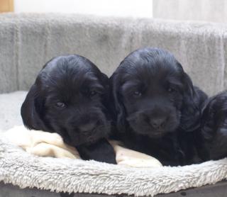 Reinrassige englische Cocker Spaniel Welpen