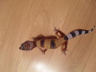 Leopardgeckos NZ 2021