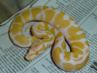 Verkaufe meine 1. 1 Albino KönigsPython Regius