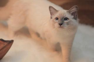 RAGDOLL TEENAGER