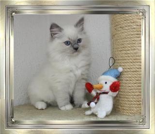 Ragdoll Babys stellen sich vor.