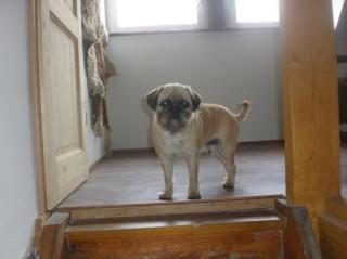 Suche Mops Deckrüden Bayern