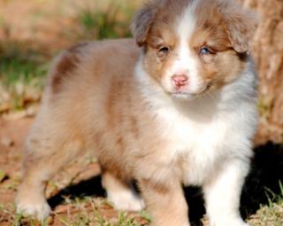 Australian Shepherd Welpen