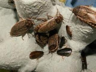 Grauschaben Nauphoeta cinerea zu verkaufen