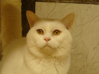 Prachtvoller weißer BKH Kater