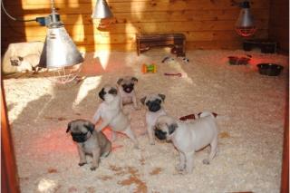 Bildhübsche Mops welpen abgabebereit kostenlos für Weihnachten