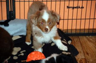 Bezaubernde Mini Australian Shepherd Welpen suchen noch ihre Dosenöffner