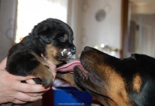 Beauceron- Französicher Schäferhund Welpen