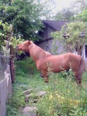 Reiten im Einklang mit sich und der Natur für Kinder und Erwachsene