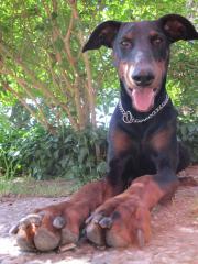 Dobermann sucht ein neues Zuhause