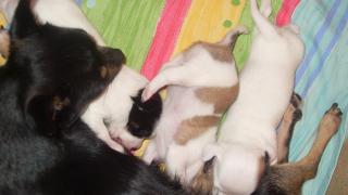 Chihuahua welpen ein mädel und zwei jungs