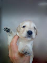 Golden Retriever Welpen mit Schampion wurzeln