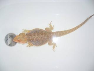 Dringend Orange het Translucent Bartagamen Bock