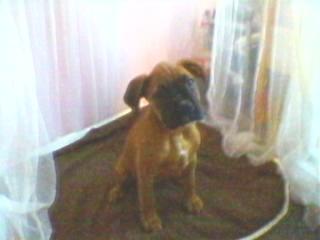 Boxer weibchen sucht neues Bett