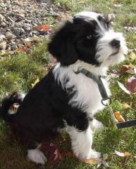 Traumhafte Tibet-Terrier-Welpen
