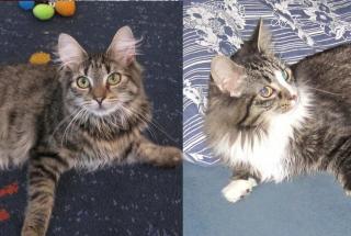 Maine Coon Geschwisterpaar M/W umständehalber abzugeben