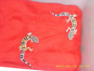 2 süße leopardgecko NZ von 2021 suchen ein neues Zuhause