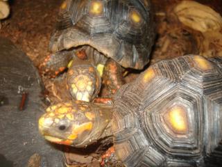 Köhlerschildkröten Geochelone carbonaria NZ08