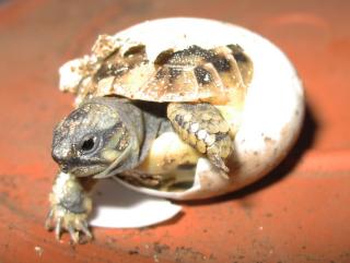Griechische Landschildkröten Nachzuchten von Diplom-Biologin