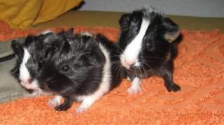 Meerschweinbabys abzugeben