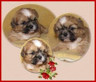Shih Tzu Welpen, lieb und gesund