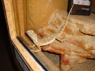 Zwergbartagame artgerechtes Terrarium Zubehör