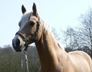 Bitte Reitbeteiligung auf Endmaßpony
