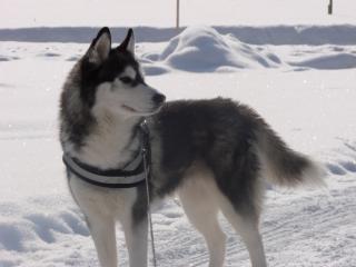 Sibirian Husky Deckrüde gesucht